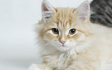 Vlooien en wormen bij kittens